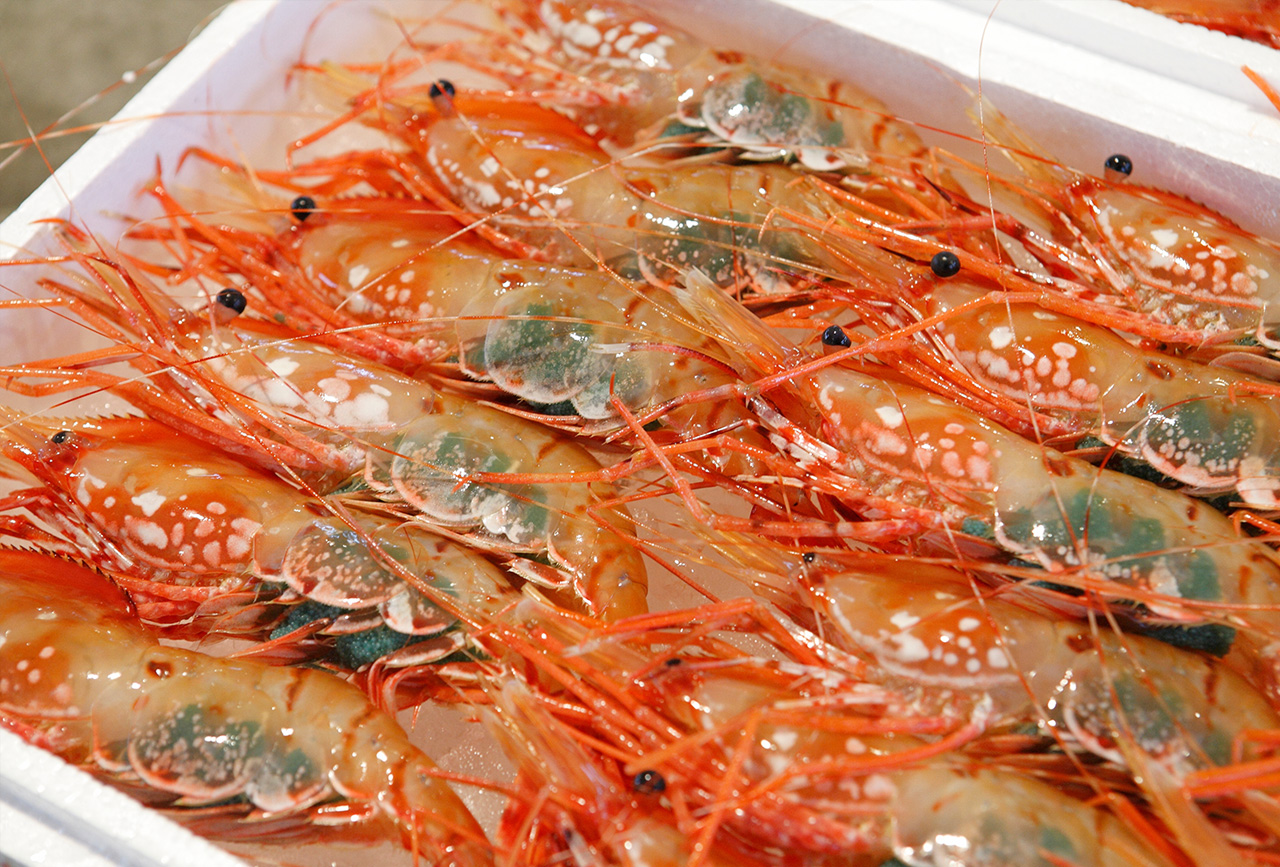 写真：ボタン海老